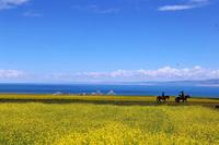 【美联北京】【59店通用】猫年度体检套餐（社区医院） 猫咪